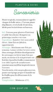 Sansevieria Plante Verte Plante Plantes Depolluantes