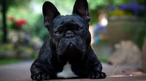 Mama and her baby crufts judges told to avoid giving prizes to 'fat french. Best Dog Foods For French Bulldogs Puppies Adults Seniors