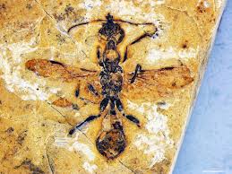 Image result for Anthonotha noldeae