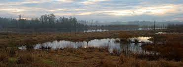 It is open to the public and is a great place for hiking, bird watching and viewing wildlife in its natural habitat. Wetlands Jackson Bottom Wetlands Preserve