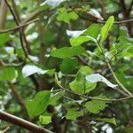 Image result for Ficus bubu