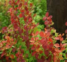Image result for Berberis verruculosa