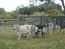 Mini Zebu Cows And Mini Zebu Calves For Sale At Jbr Ranch Mini Cows Miniature Cows Miniature Cattle