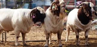 Ternak Kambing Duh Peternak Jatim Paksakan Kambing Perah Untuk Pedaging