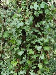 Image result for Ochna cinnabarina