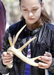 A celebration of trees in Foxboro