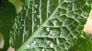Types of houseplant bugs who they are and what to do about them top 10 pests how fight back signals az identify common get busy gardening identification control pictures house plant our plants rid whiteflies on indoor for good white flies garden in houseplants kill soil the most my life. How To Control Whiteflies Yates