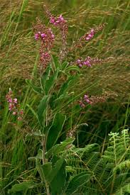 Image result for Pseudarthria