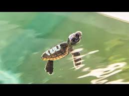 Stacey venzel, author of today's dinosaurs: Baby Sea Turtles The Pool Boys Live Webcam Youtube
