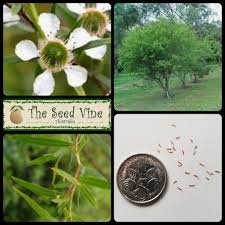 Image result for Leptospermum petersonii