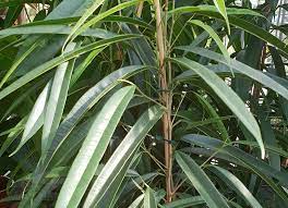 Eigentlich sollte man diese hohe pflanze mit den auffälligen langen und schmalen blättern leicht bestimmen können. Pflanzen Furs Terrarium Madcham De