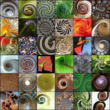 Resultado de imagen para sucesion de fibonacci naturaleza