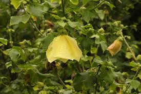 Image result for Hibiscus ludwigii