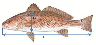 Redfish Weight Estimator Pensacola Fishing Forum
