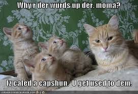 The only narcissist i have room for in my life is my cat. Kittens Funny Cat Pictures With Captions