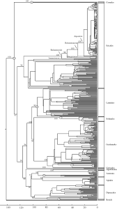 Image result for Sabicea bequaertii