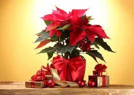 A Pagan Perspective On The Poinsettia Plant Magic Poinsettia Pagan