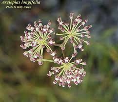 Image result for Asclepias longissima