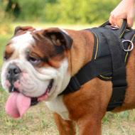 Must have english bulldog harness. English Bulldog