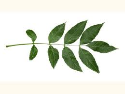 Ash Leave Pinnately Compound Typically Comprising 3 6 Opposite Pairs Of Light Green Oval Leaflets With Long Tips Up To 40cm Ash Leaf Ash Tree Henna Leaves
