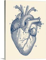 Vintage Anatomy Print Of The Human Heart With Veins Visible In 2021 Human Heart Art Vintage Medical Art Medical Art