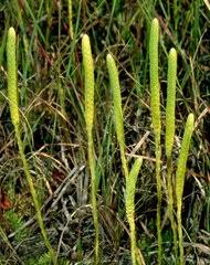 Image result for Lycopodiella sarcocaulon