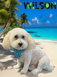 Jamie's day! Shelby, Mylo & Diego, Buddy, Schnitzel & Strudel, Maisie, and  Achilles ♡