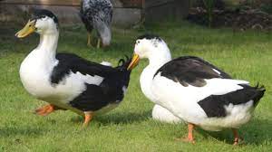Magpie ducks | beauty of birds. Magpie Ducks Handsome Active Foragers Youtube
