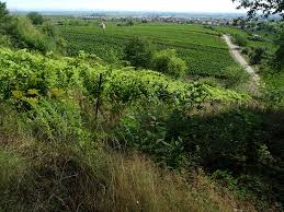 Travel guide resource for your visit to edenkoben. Steillagenweinbau Am Werder Berg Bei Edenkoben Objektansicht
