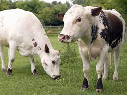 We had another great experience with honey hill farm. Best City Farms In London For Spotting Super Cute Animals