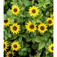 Image result for foto Vitálka