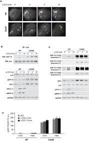 T Cell Receptor Dependent S Acylation Of Zap 70 Controls Activation Of T Cells Biorxiv