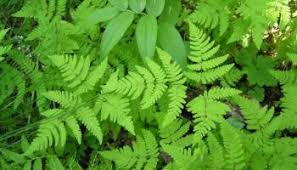 Image result for Dryopteris manniana