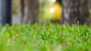 Ebm property maintenance llc in fort lauderdale, florida is a licensed and insured company with proven track record of success. Garner Turf Yard Service In Jackson Tn