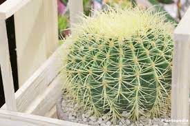 In addition, this cactus species is exceptionally robust and does not come with many requirements in terms of tending. Golden Barrel Cactus Echinocactus Grusonii Plant How To Care Plantopedia