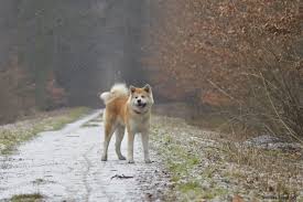 pin pa akita