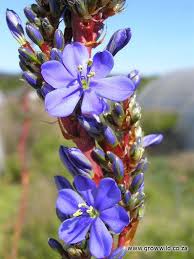 Image result for Aristea