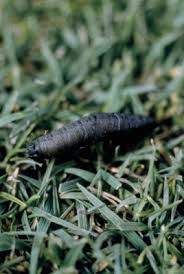 Leatherjacket Larvae Spotting The First Signs Of Activity In The Spring Weed Free Weed Control Services Pesticide Training