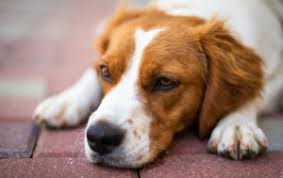 Dogs And Heat Stroke 11 Risk Factors Warning Signs And How To Prevent It Glen Oak Dog Cat Hospital