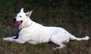 We did not find results for: White German Shepherds