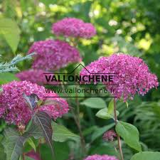 Image result for Hydrangea arborescens Pink Anabelle