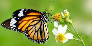 Pin En Animales Invertebrados Biologia