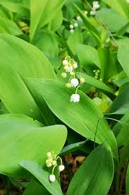 Lily of the valley photos. Lily Of The Valley Something So Beautiful Be Poisonous