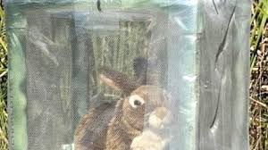 Army of robot rabbits deployed in fight against Florida pythons