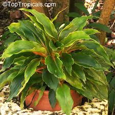 Image result for Chlorophytum Amaniense