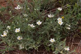 Image result for Sida ovata