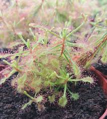 Image result for Drosera madagascariensis