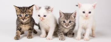 ‪Foster Cats - LifeLine Animal Project | | Share Your Home‬‏