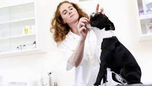 Metronidazole For Dogs Uses Dosage And Side Effects Dogtime Aspirin For Dogs Pet Advice Pregnant Dog