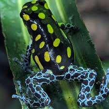 Image result for Fadogia gossweileri